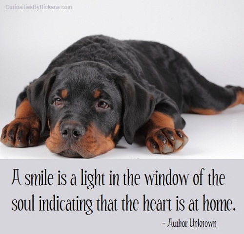 A smile is a light in the window of the soul indicating that the heart is at home.
