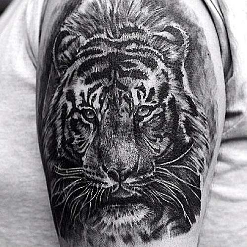 Black and Grey Tiger Tattoo on Shoulder
