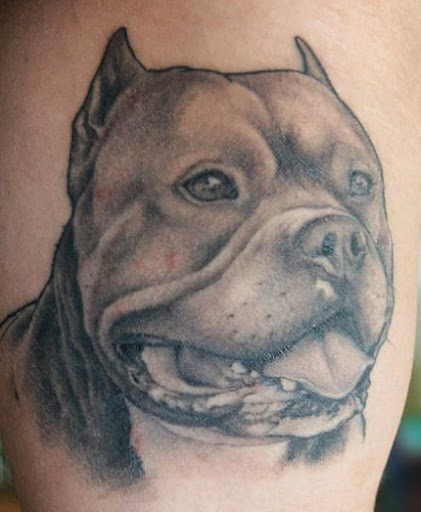Grey Ink Pit Bull Dog Tattoo