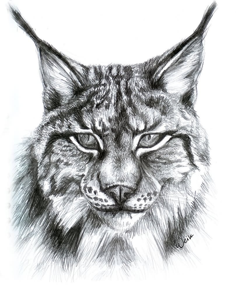 Lynx Tattoo Design By Weiklink