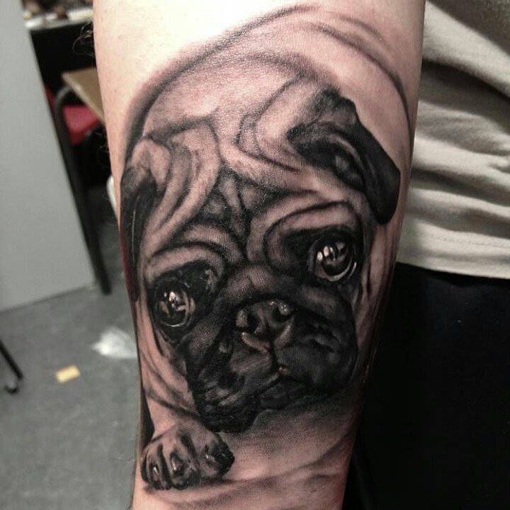 Nice Grey Ink Pug Dog Tattoo