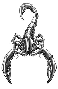 Amazing Grey Ink Scorpion Tattoo Design