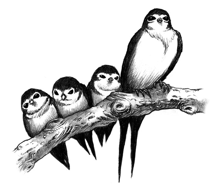 Black And Grey Swallow Sitting On Branch Tattoo Design