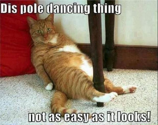Dis Pole Dancing Thing Funny Cat Animal Caption
