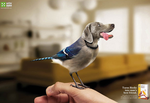 Doggy Bird White Melon Funny Advertisement