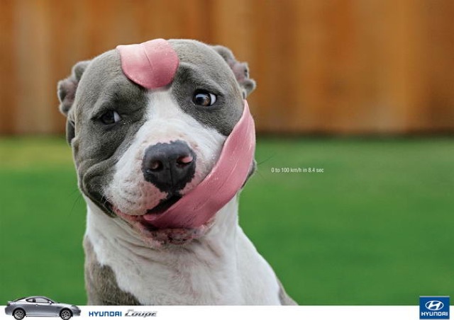 Dog's Tongue Whips Around His Head Funny Hyundai Car Advertisement