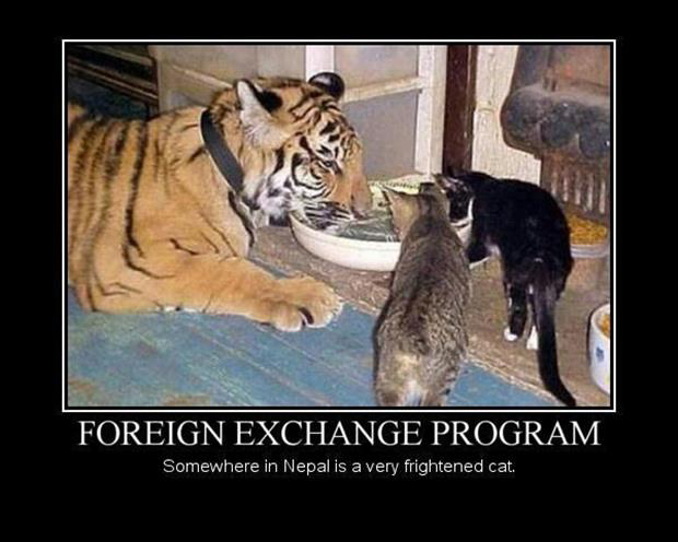 Foreign Exchange Program Funny Animal Poster