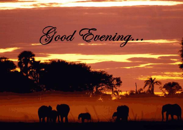 Good Evening Elephants In Jungle Picture