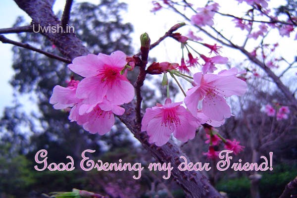 Good Evening My Dear Friend Flowers Picture