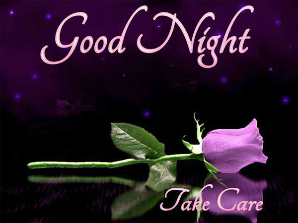 Good Night Purple Rose Bud Picture