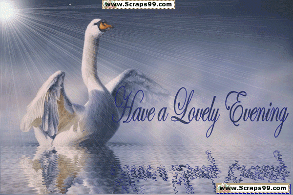 Have A Lovely Evening Swan Water Reflection Animated Picture
