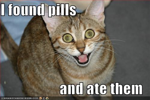 I Found Pills Funny Cat Animal Meme