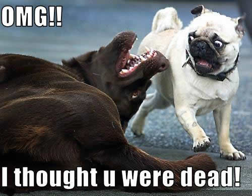 I Thought You Were Dead Funny Dog Animal Meme