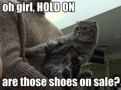 Oh Girl Hold On Funny Animal Cute Caption