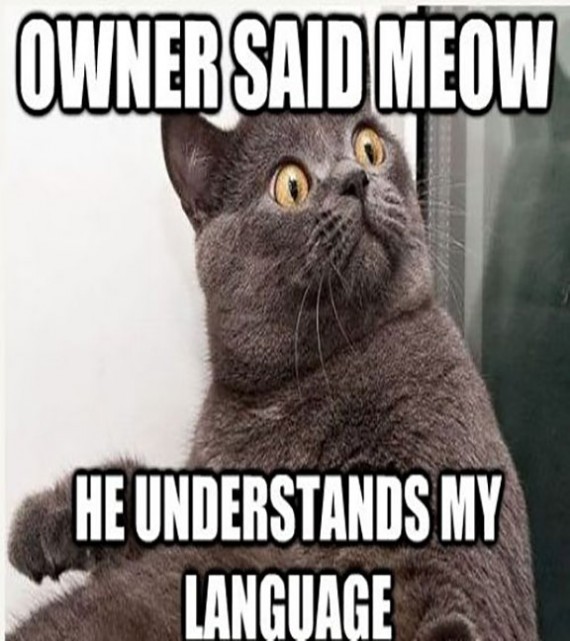 Owner Said Me Meow Funny Animal Caption