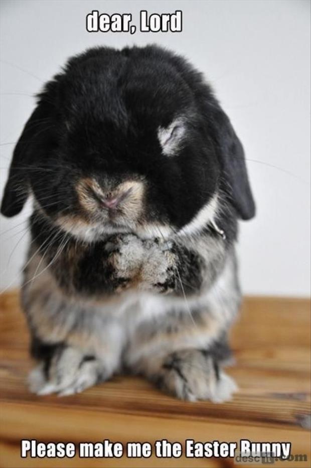 Please Make Me The Easter Bunny Funny Animal Caption