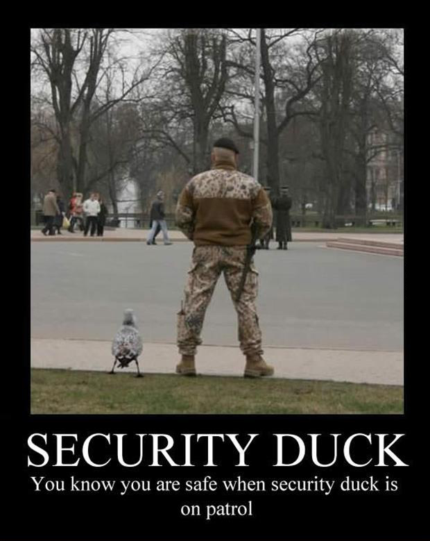 Security Duck Funny Animal Poster