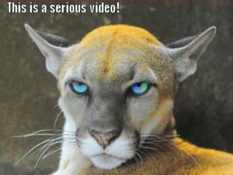 This Is A Serious Video Funny Animal Caption