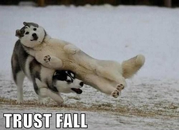 Trust Fall Funny Animal Caption