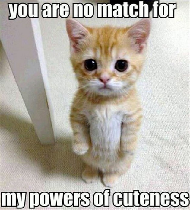 You Are No Match For My Powers Of Cuteness Funny Animal Meme