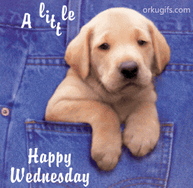 A Little Wish Happy Wednesday Puppy In Pocket Picture