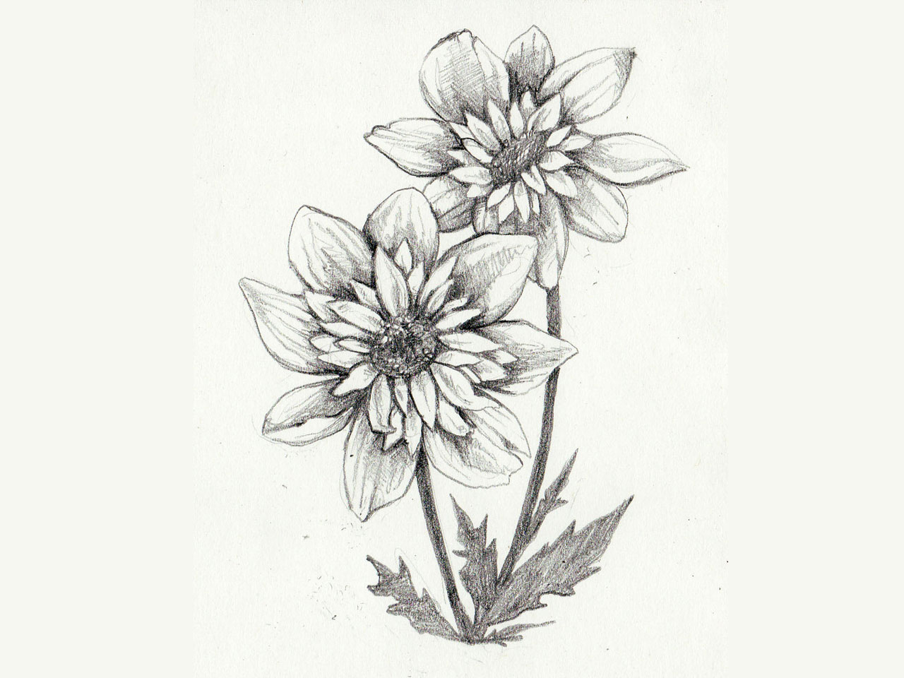 Amazing Grey Two Sunflowers Tattoo Design