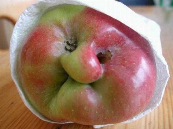 Apple Funny Weird Face