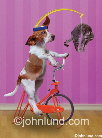 Dog With Cat Doing Exercise Funny Picture
