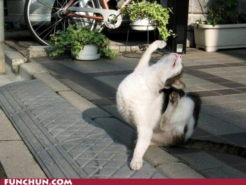 Cat Doing Exercise Funny Animal Image