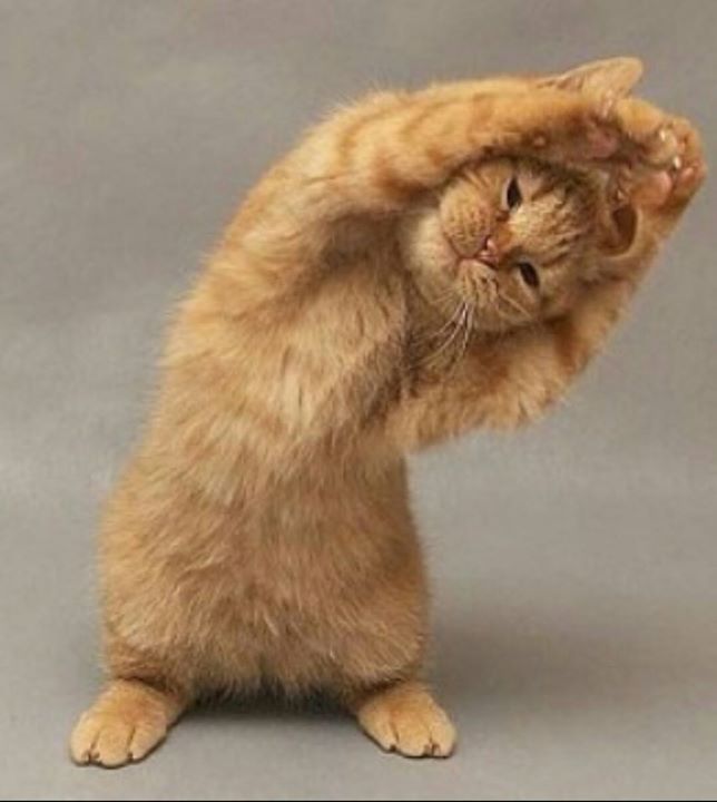 Cat Doing  Exercise Funny Image