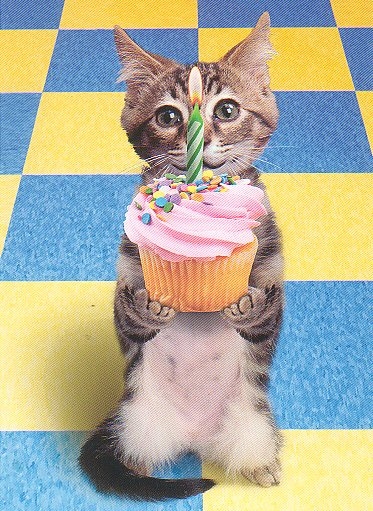 Cat With Birthday Cake Funny Picture