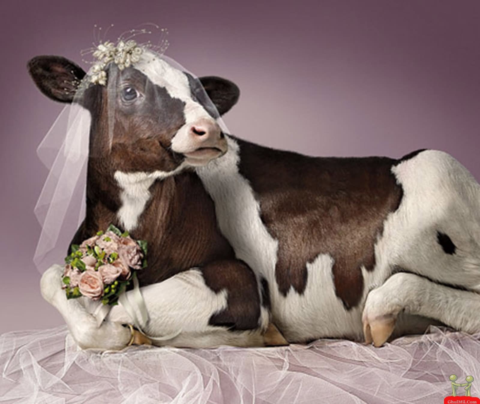 Cow In Funny Bridal Dress