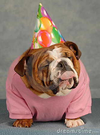 Cute Dog In Birthday Cap Funny Image