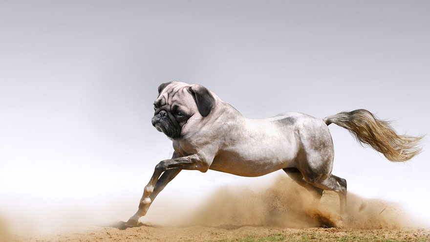 Cute Pug Dog Running With Horse Body Funny Photoshopped