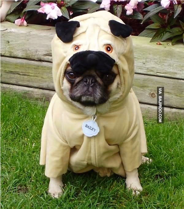 Cute Pug In Funny Dress