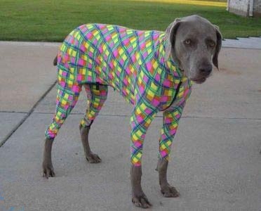 Dog In Funny Colorful Dress