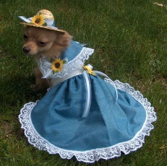 Dog In The Bride Dress Funny Image