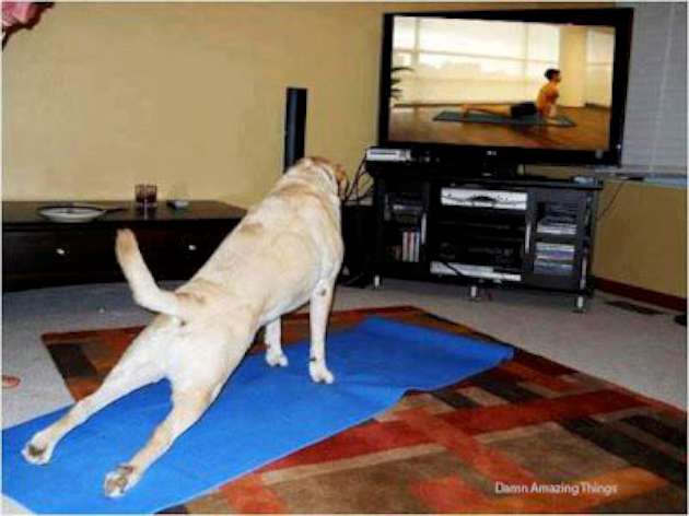 Dog Learn Exercise From Television Funny Picture