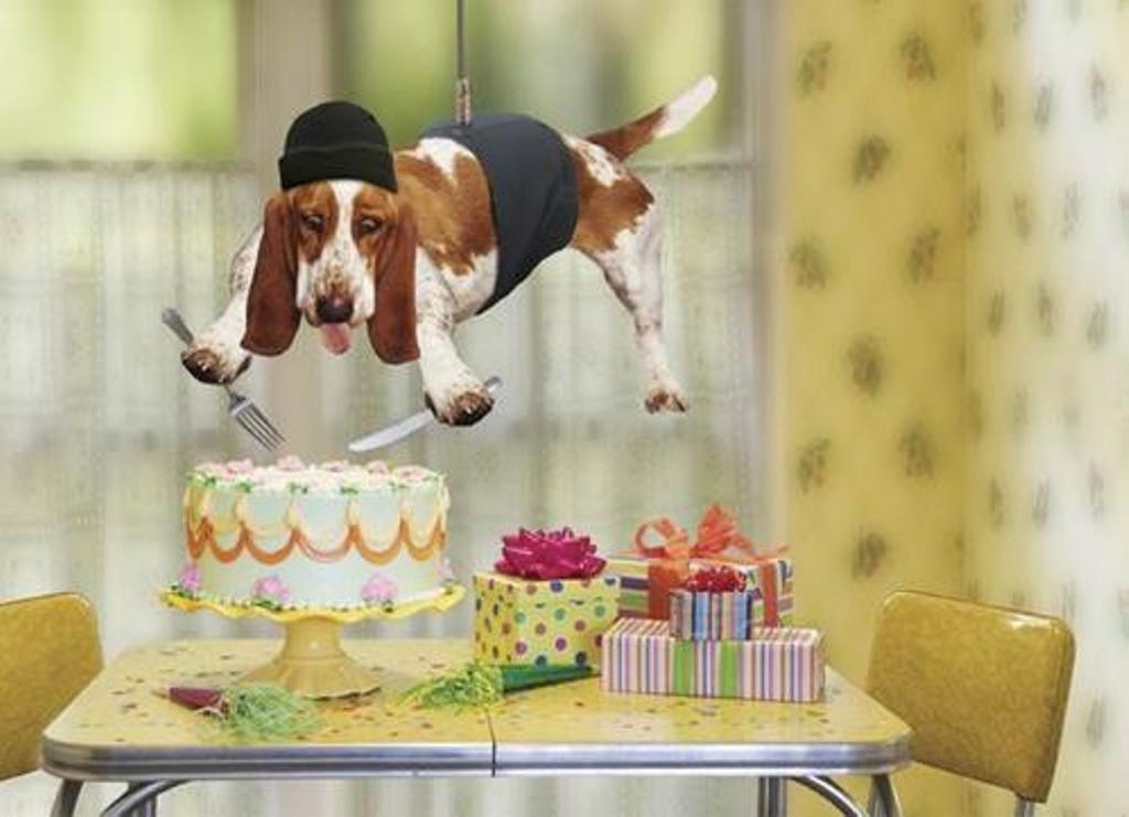 Dog Try To Eat Cake Funny Birthday Image