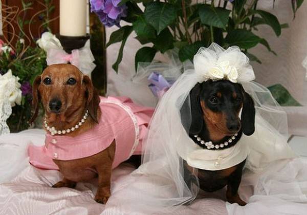 Dog Wedding Funny Picture