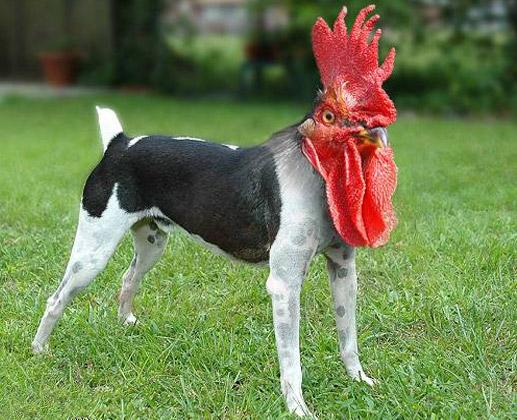 Dog With Cock Funny Photoshopped