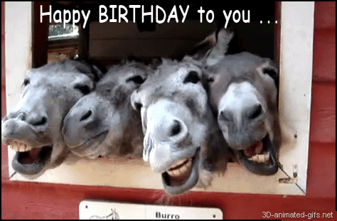 Donkeys Wishing Happy Birthday To You Funny Gif