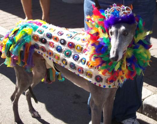 Donkey In Funny Colorful Dress