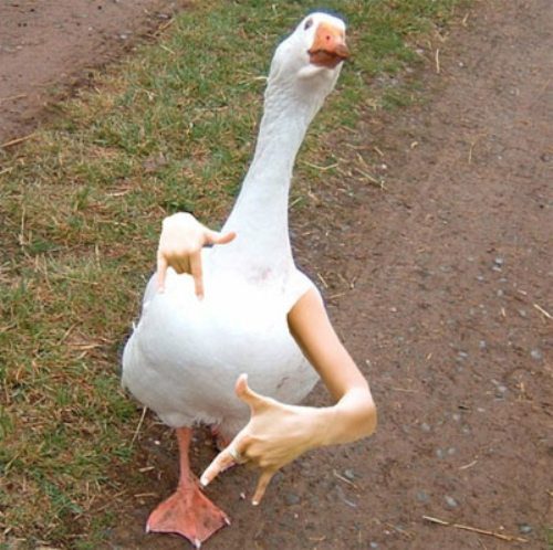 Duck Dancing With Human Being Hand Funny Photoshopped