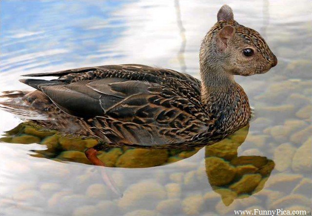 Duck With Squirrel Face Funny Photoshopped