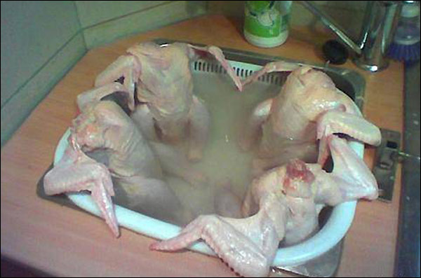 Four Chickens In Bath Tub Funny Thanksgiving Picture