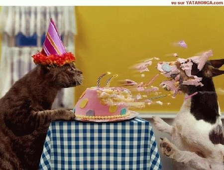 Funny Animal Celebrating Their Birthday