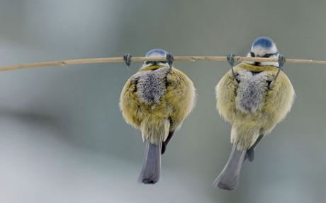 Funny Birds Hanging Exercise Picture