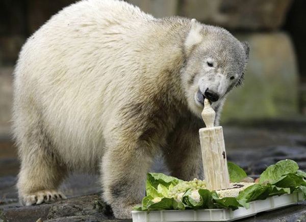 Funny Birthday Polar Bear Animal