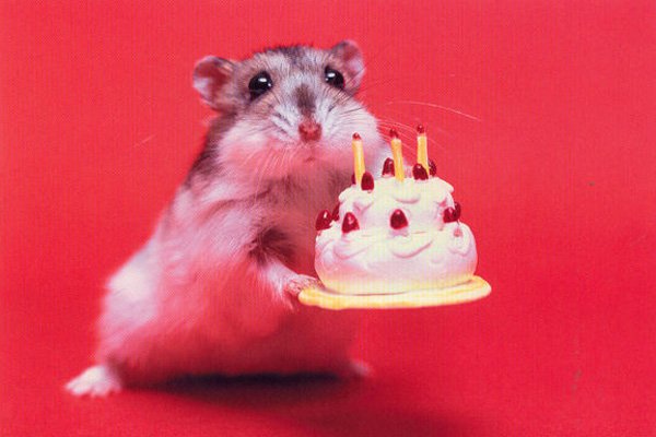 Funny Birthday Rat Picture